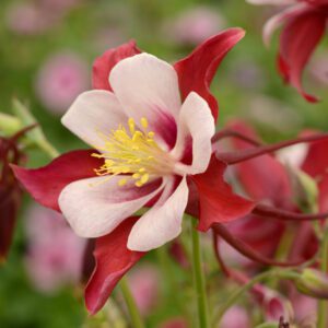 Aquilegia Kirigami™ Red & White - Garden Crossings