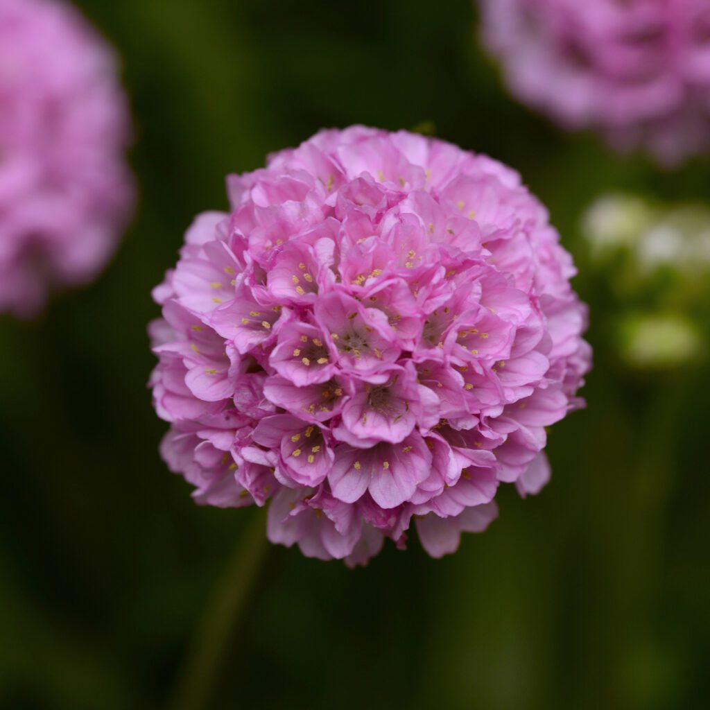 DREAMERIA® 'Sweet Dreams' Armeria - Perennials