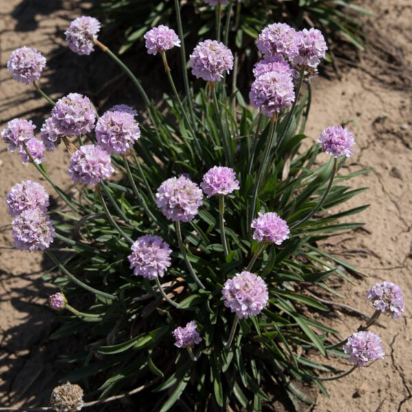 DREAMERIA® 'Sweet Dreams' Armeria - Perennials