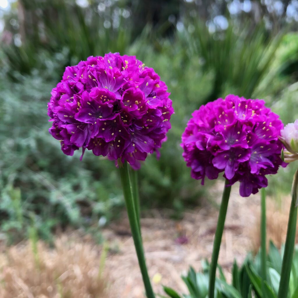 DREAMERIA® 'Vivid Dreams' Armeria - Perennials