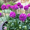 DREAMERIA® 'Vivid Dreams' Armeria - Perennials