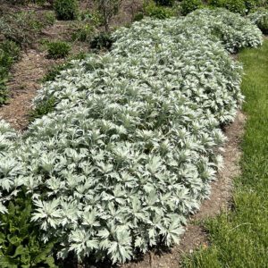 Artemisia 'Silver Lining' - Perennials