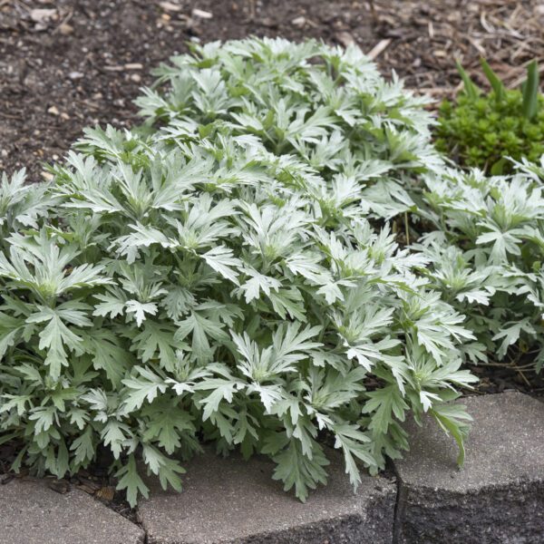 Artemisia 'Silver Lining' - Perennials