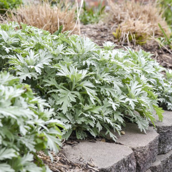 Artemisia 'Silver Lining' - Perennials