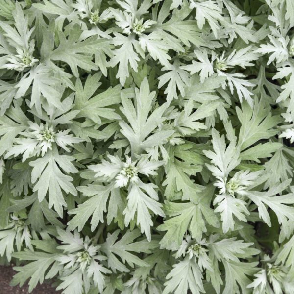 Artemisia 'Silver Lining' - Perennials