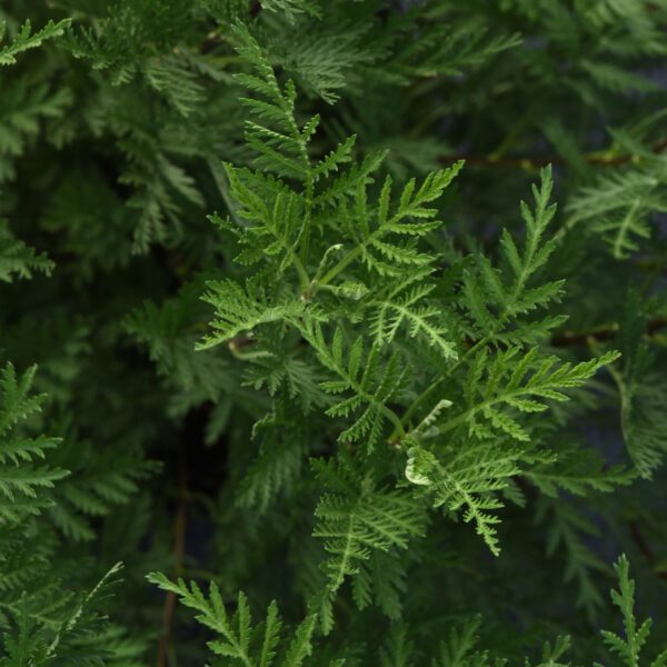 SUNFERN™ Olympia Artemisia - Perennials