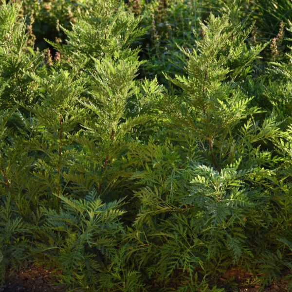 SUNFERN™ Olympia Artemisia - Perennials