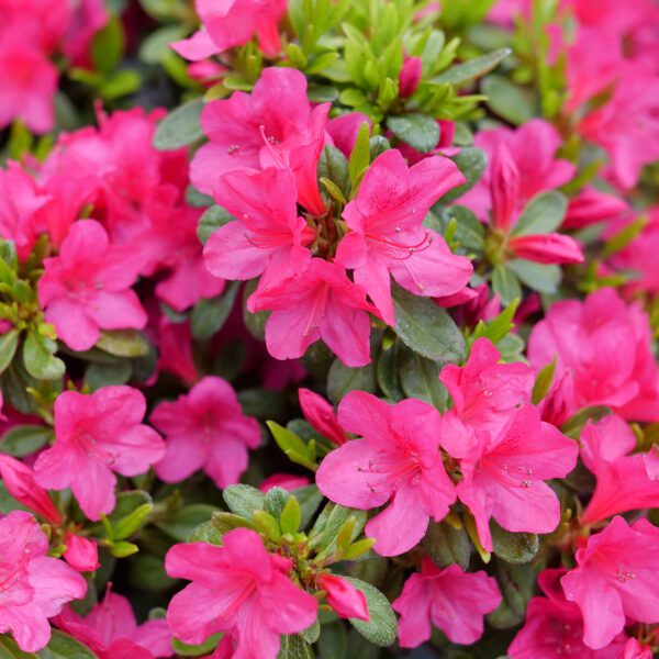 PERFECTO MUNDO FUCHSIA CARPET™ Azalea - Shrubs