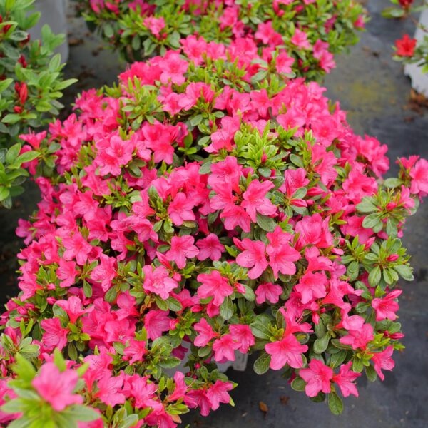 PERFECTO MUNDO FUCHSIA CARPET™ Azalea - Shrubs