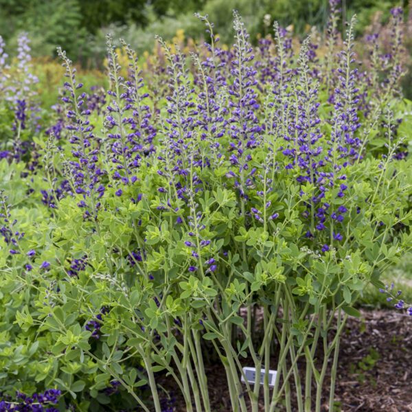 DECADENCE® DELUXE Periwinkle Popsicle Baptisia - Perennials