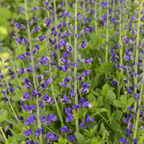 DECADENCE® DELUXE Periwinkle Popsicle Baptisia - Perennials