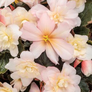 DOUBLE DELIGHT® Appleblossom Begonia - Annuals