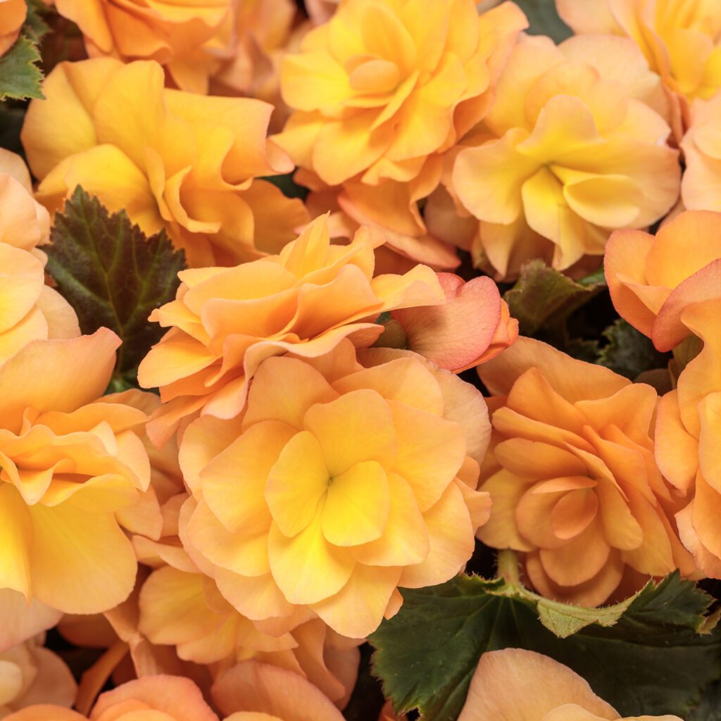 SOLENIA® Apricot Begonia - Annuals