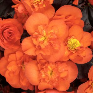 SOLENIA® Chocolate Orange Begonia - Annuals