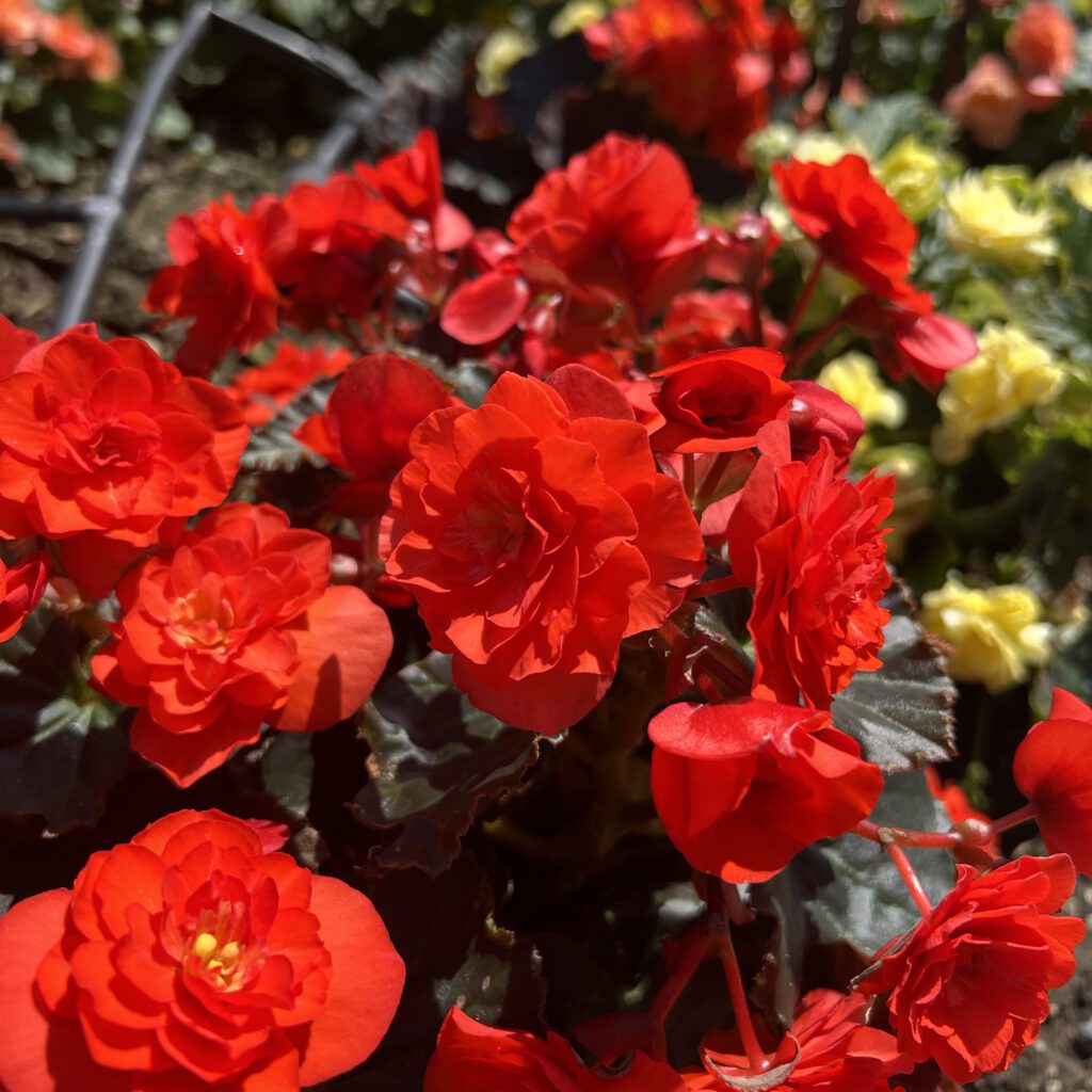 SOLENIA® Scarlet Begonia - Annuals