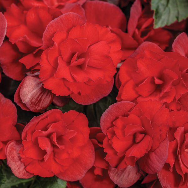 SOLENIA® Scarlet Begonia - Annuals