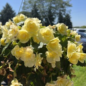 SOLENIA® Yellow Begonia - Annuals