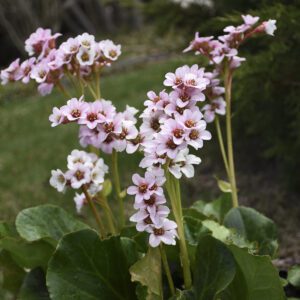 Bergenia 'Peppermint Patty' - Perennials