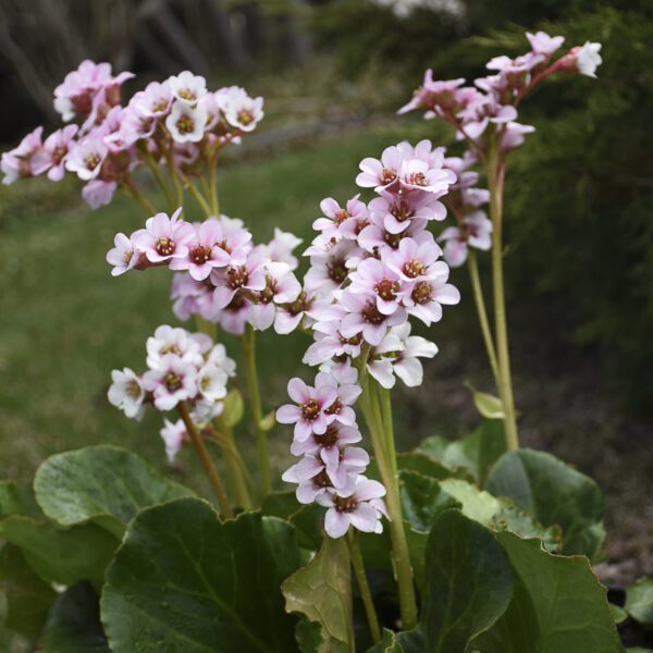 Bergenia 'Peppermint Patty' - Perennials