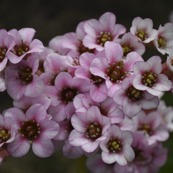 Bergenia 'Peppermint Patty' - Perennials