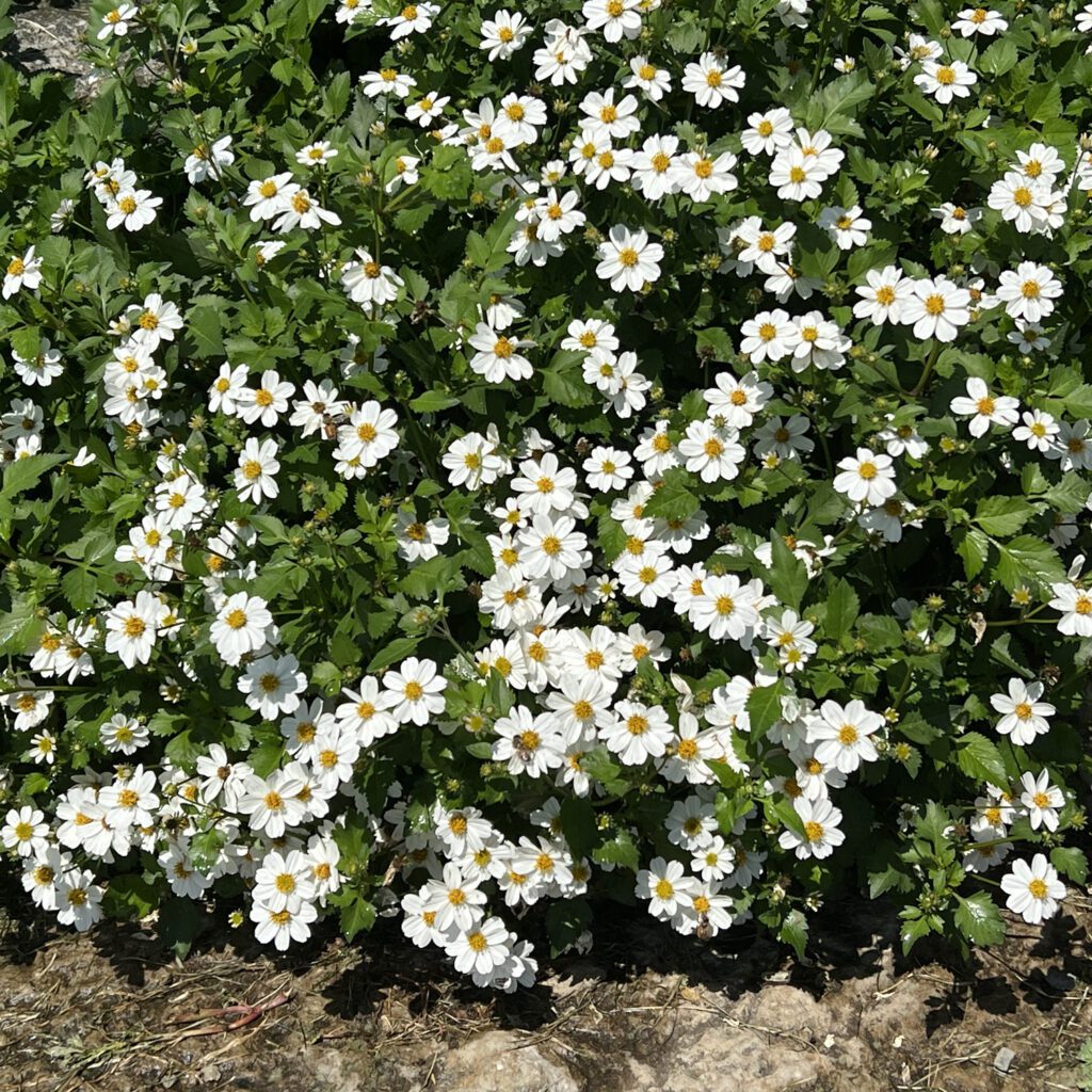 Campfire® Marshmallow™ Bidens - Annuals