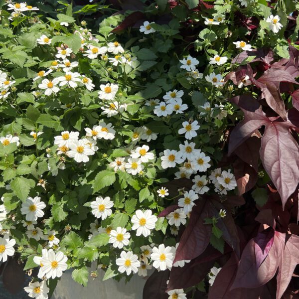 Campfire® Marshmallow™ Bidens - Annuals