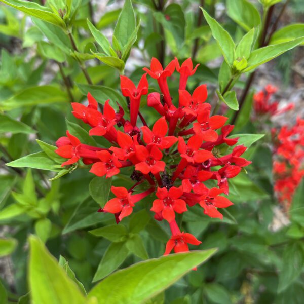 ESTRELLITA™ Scarlet Bouvardia - Shrubs