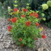 ESTRELLITA™ Scarlet Bouvardia - Shrubs