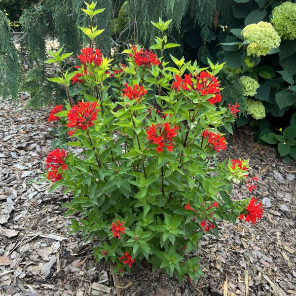 ESTRELLITA™ Scarlet Bouvardia - Shrubs