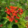 ESTRELLITA™ Scarlet Bouvardia - Shrubs