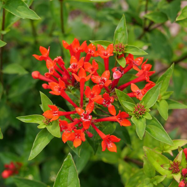 ESTRELLITA™ Scarlet Bouvardia - Shrubs