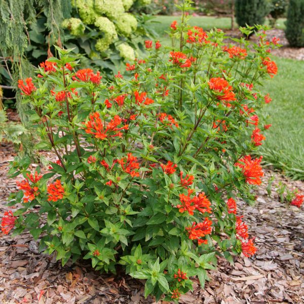 ESTRELLITA™ Scarlet Bouvardia - Shrubs