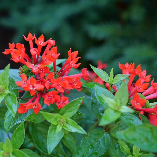 ESTRELLITA™ Scarlet Bouvardia - Shrubs