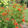 ESTRELLITA™ Scarlet Bouvardia - Shrubs