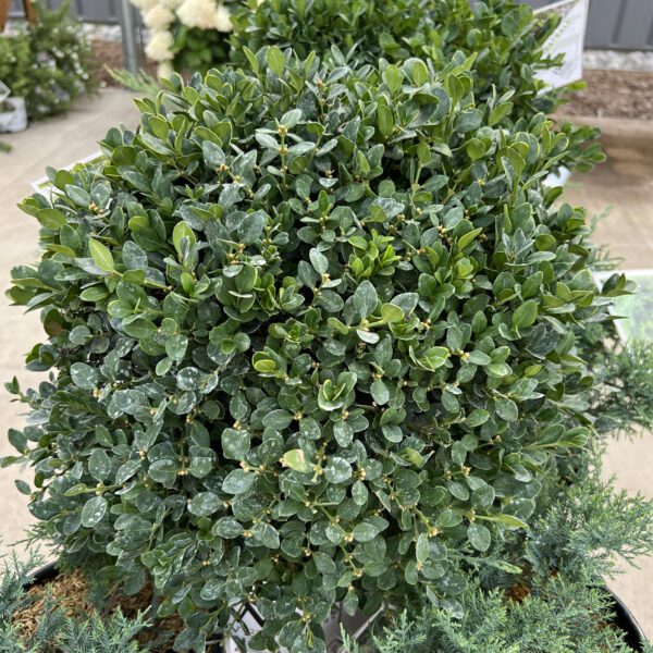 NEATBALL™ Buxus - Shrubs