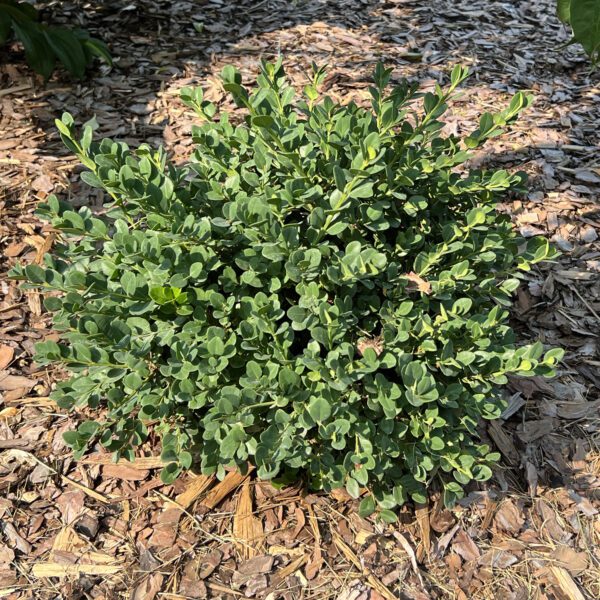 NEATBALL™ Buxus - Shrubs