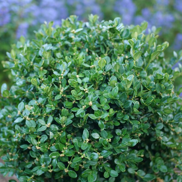 NEATBALL™ Buxus - Shrubs