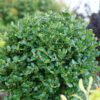 NEATBALL™ Buxus - Shrubs