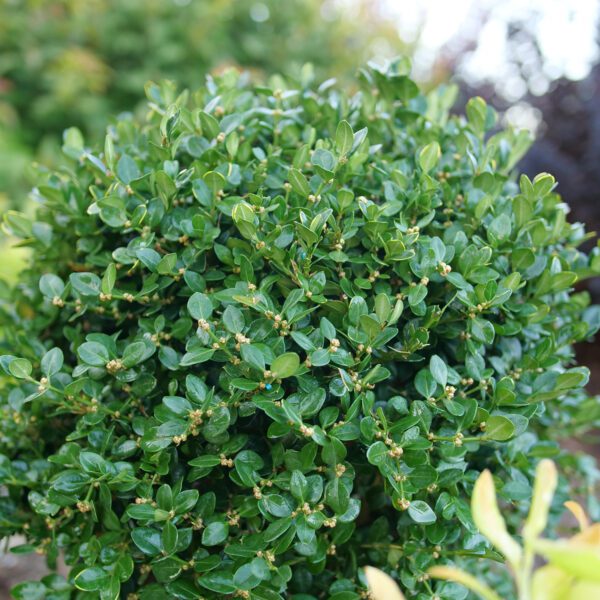 NEATBALL™ Buxus - Shrubs