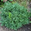 NEATBALL™ Buxus - Shrubs