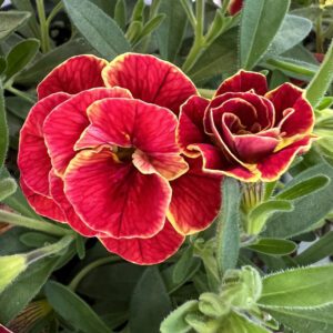 SUPERBELLS® Double Redstone™ Calibrachoa - Annuals