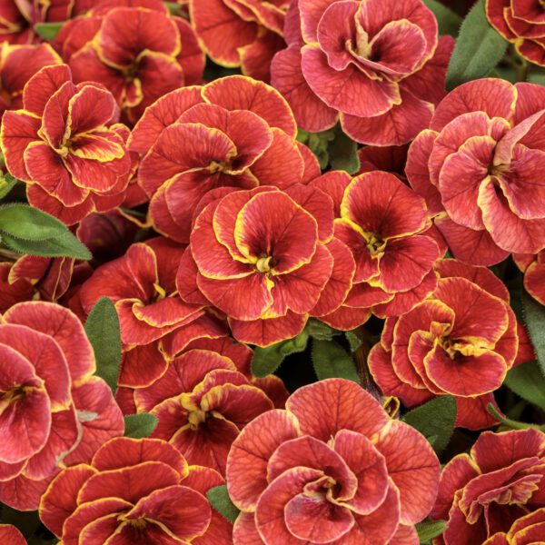 SUPERBELLS® Double Redstone™ Calibrachoa - Annuals