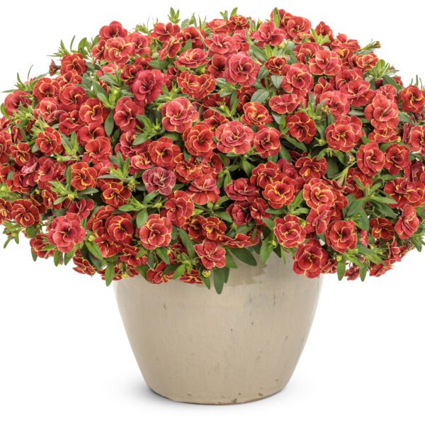 SUPERBELLS® Double Redstone™ Calibrachoa - Annuals