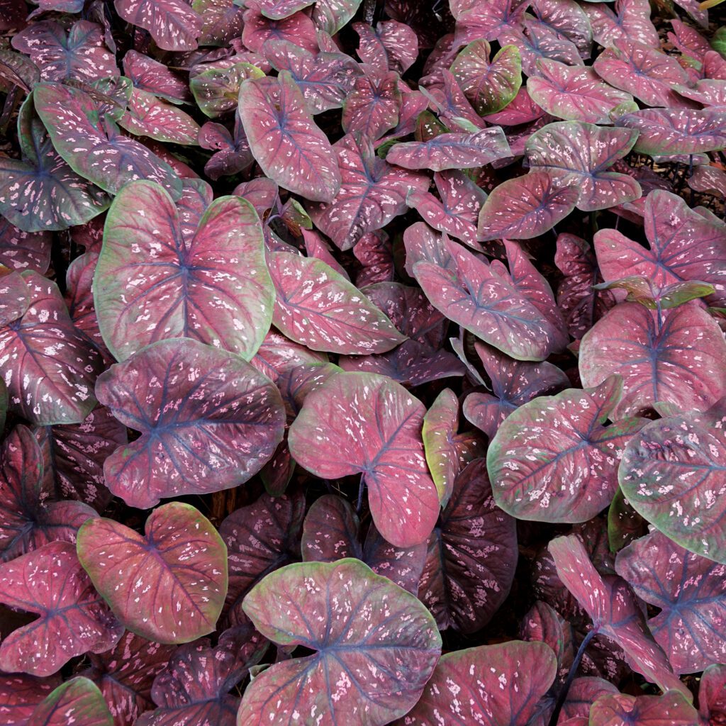 HEART TO HEART® 'Rain or Shine' Caladium - Annuals