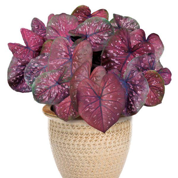 HEART TO HEART® 'Rain or Shine' Caladium - Annuals