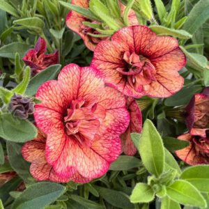 SUPERBELLS® Double Vintage Coral™ Calibrachoa - Annuals