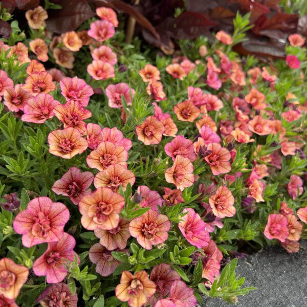 SUPERBELLS® Double Vintage Coral™ Calibrachoa - Annuals