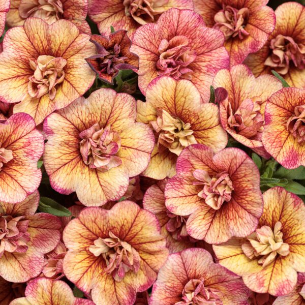 SUPERBELLS® Double Vintage Coral™ Calibrachoa - Annuals