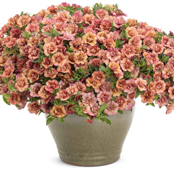 SUPERBELLS® Double Vintage Coral™ Calibrachoa - Annuals