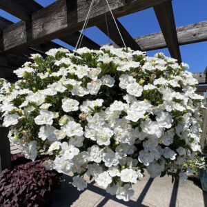 SUPERBELLS® Double White Calibrachoa - Annuals